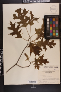 Quercus coccinea image