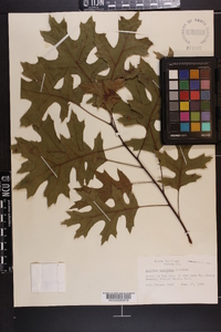 Quercus coccinea image