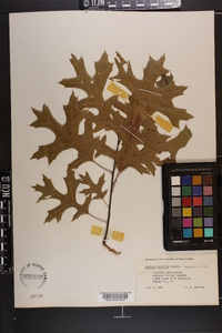 Quercus coccinea image