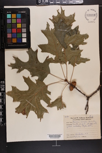 Quercus coccinea image