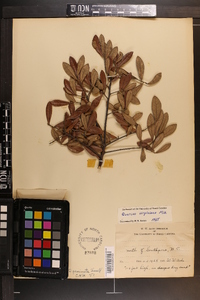 Quercus virginiana image