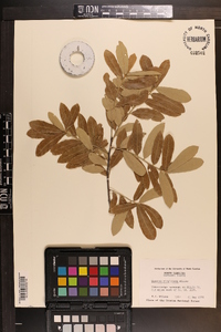Quercus virginiana image