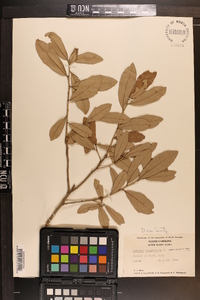 Quercus virginiana image