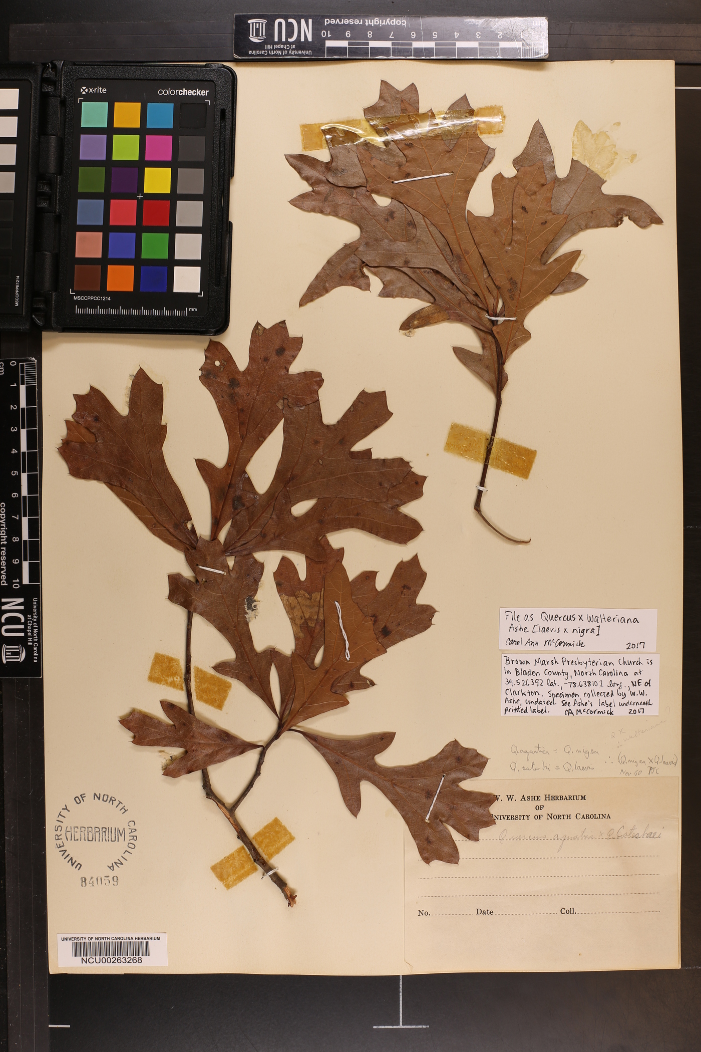 Quercus x walteriana image
