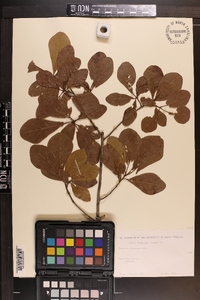 Quercus arkansana image