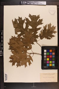 Quercus texana image