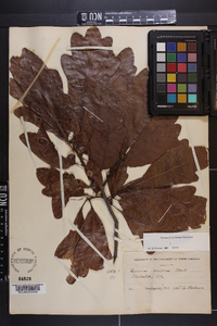 Quercus austrina image