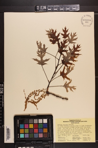 Quercus coccinea image