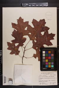 Quercus coccinea image