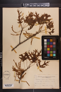 Quercus coccinea image