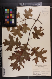 Quercus coccinea image