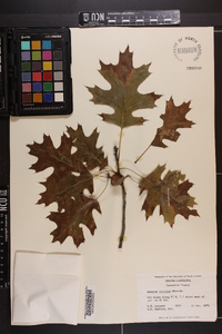 Quercus coccinea image