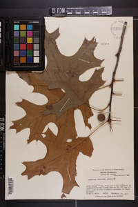 Quercus coccinea image