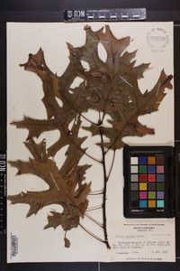 Quercus coccinea image