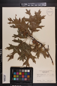 Quercus coccinea image