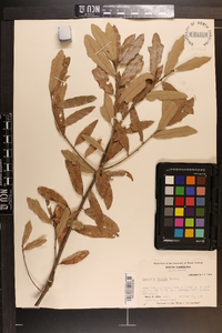 Quercus incana image