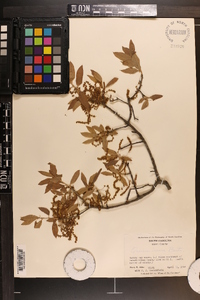 Quercus incana image