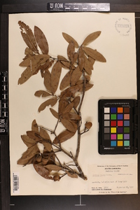 Quercus incana image