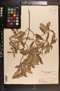 Quercus incana image