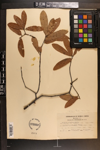 Quercus incana image