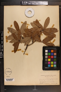 Quercus incana image