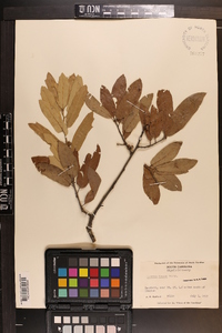 Quercus incana image