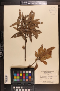 Quercus incana image