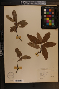 Quercus incana image