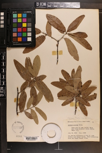 Quercus incana image