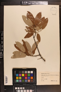 Quercus incana image