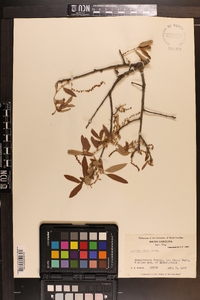 Quercus incana image