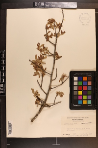 Quercus incana image