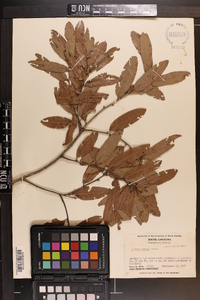 Quercus incana image