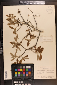 Quercus incana image