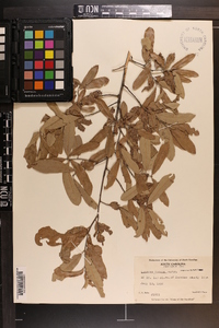 Quercus incana image