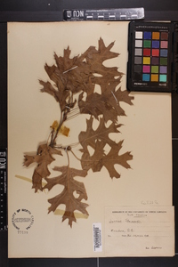 Quercus shumardii image