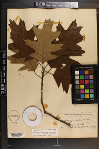 Quercus rubra var. borealis image