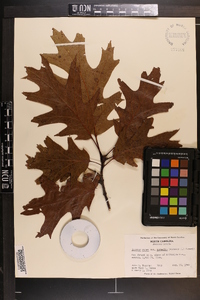 Quercus rubra var. borealis image