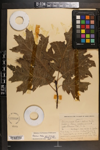 Quercus rubra var. borealis image