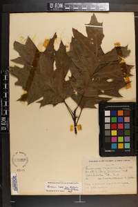 Quercus rubra var. borealis image