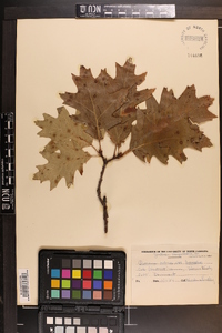 Quercus rubra var. borealis image