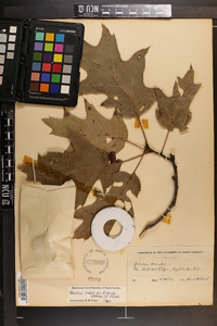 Quercus rubra var. borealis image