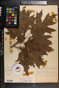 Quercus rubra var. borealis image