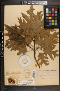 Quercus rubra var. borealis image