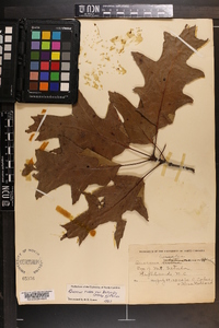 Quercus rubra var. borealis image