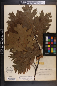 Quercus rubra var. borealis image