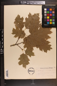 Quercus rubra var. borealis image