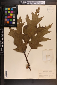 Quercus rubra var. borealis image