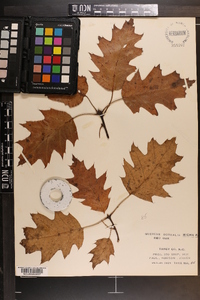 Quercus rubra var. borealis image