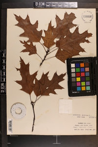 Quercus rubra var. borealis image